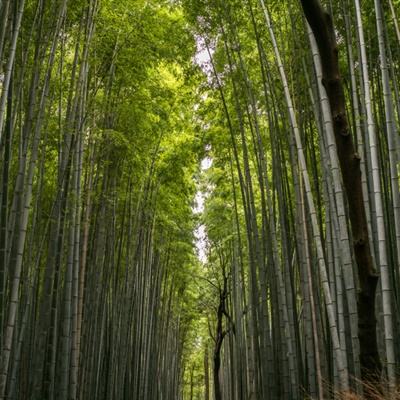 中国式现代化是推动世界繁荣发展的重要力量